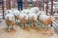 First prize Beltex (2)